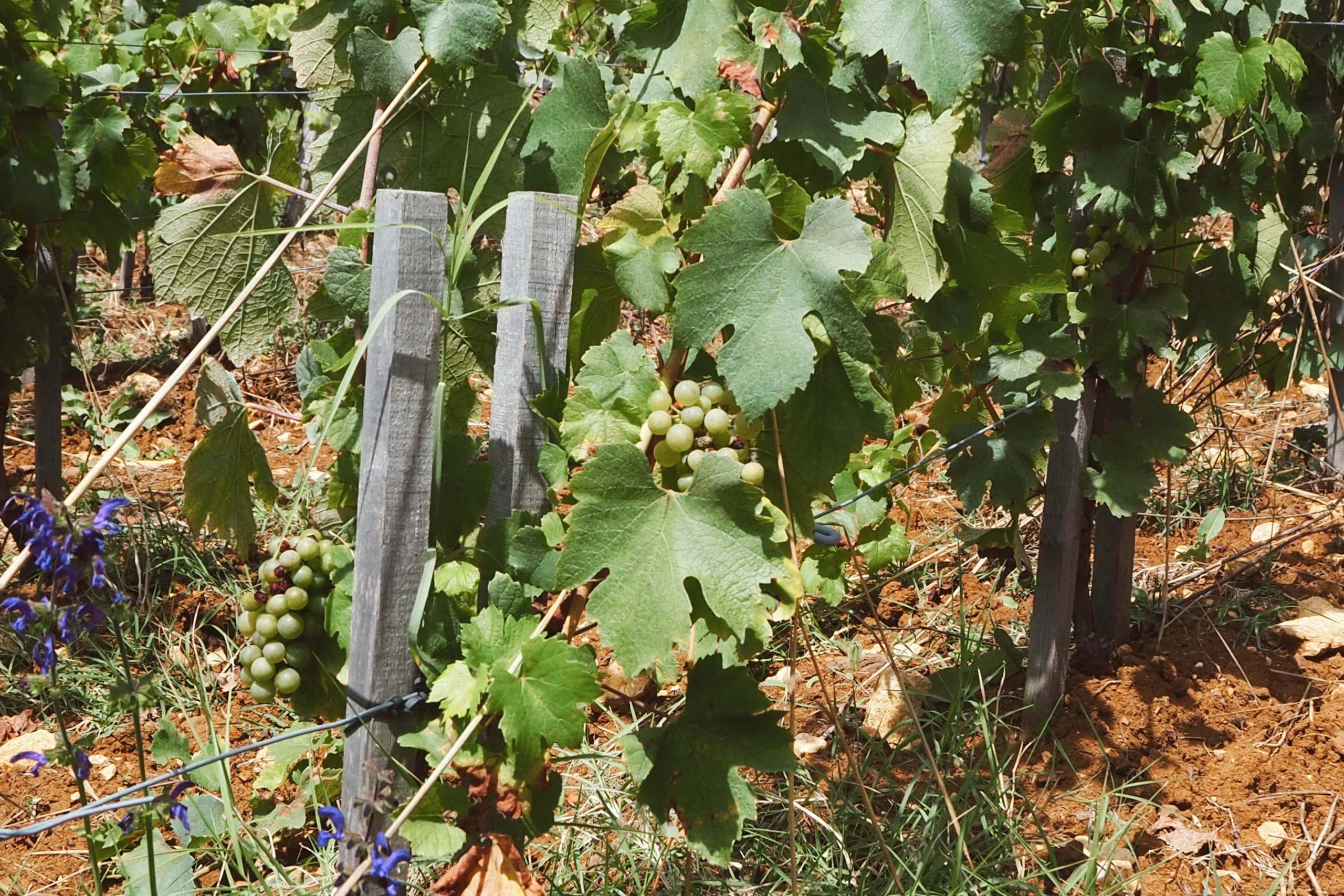 image00061-min